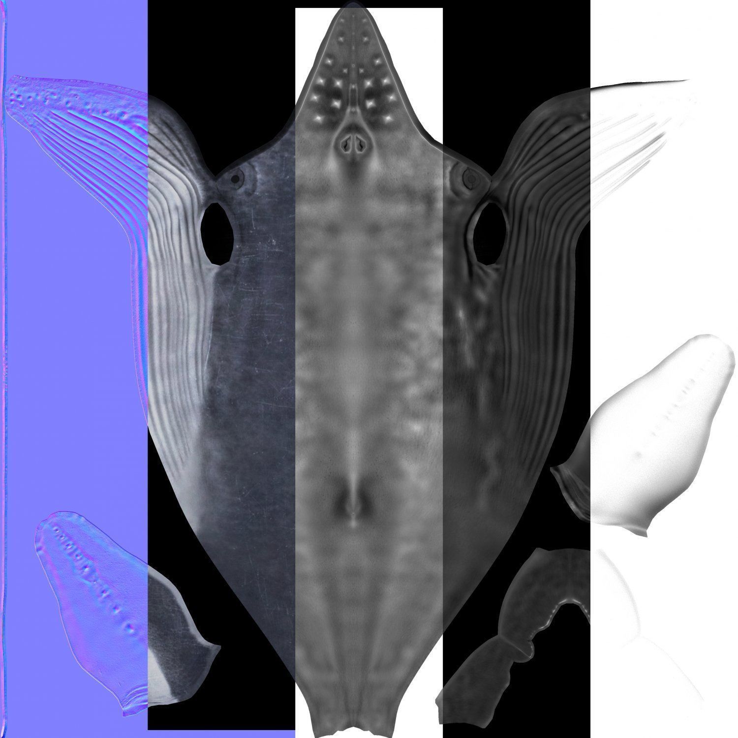 Whale model pack Low-poly 3D model_11