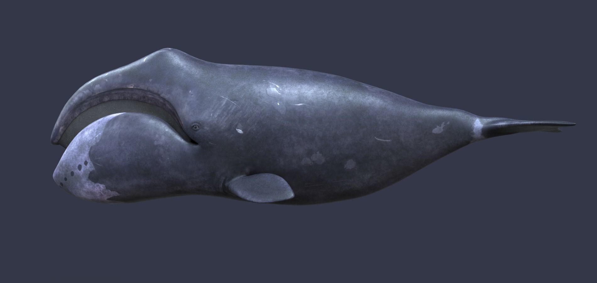 Whale model pack Low-poly 3D model_14