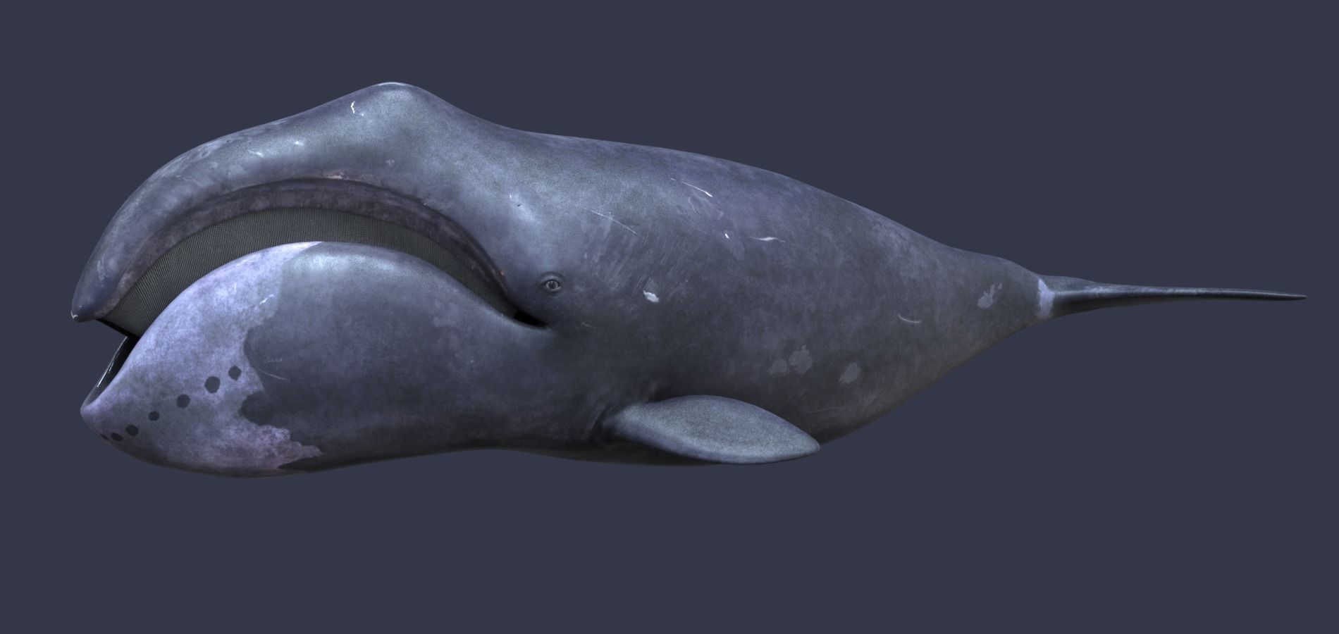 Whale model pack Low-poly 3D model_13
