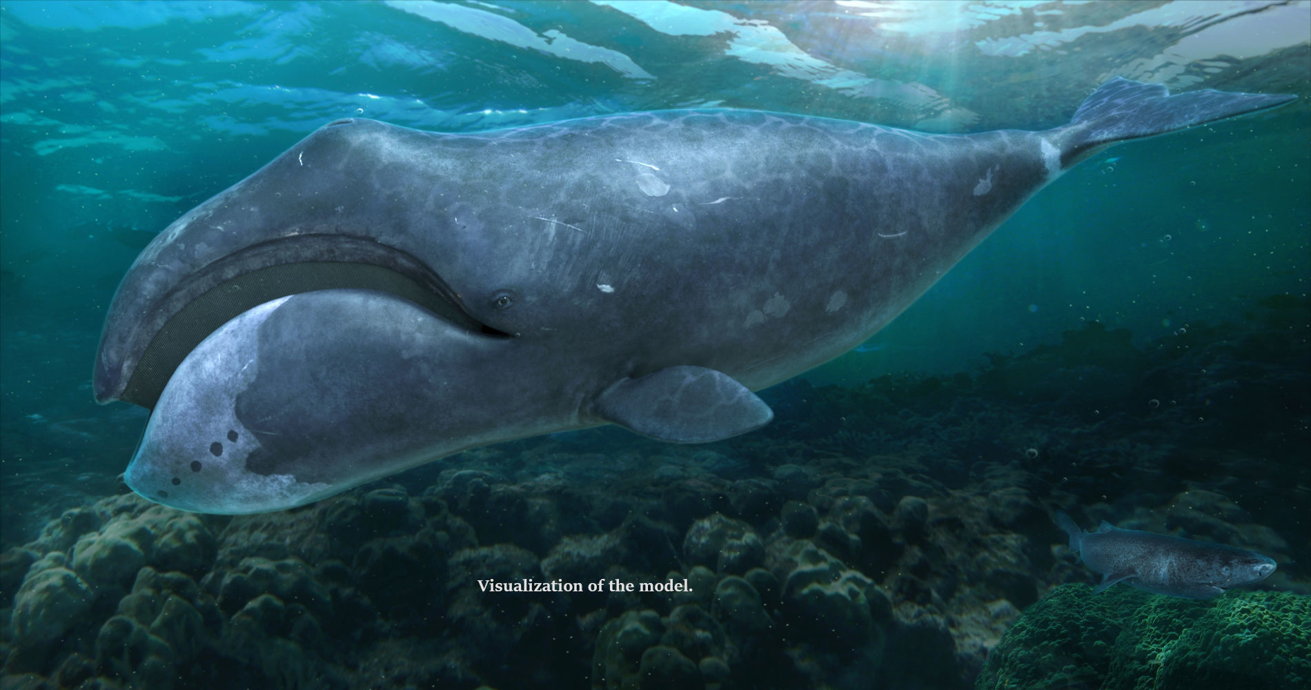 Whale model pack Low-poly 3D model_20