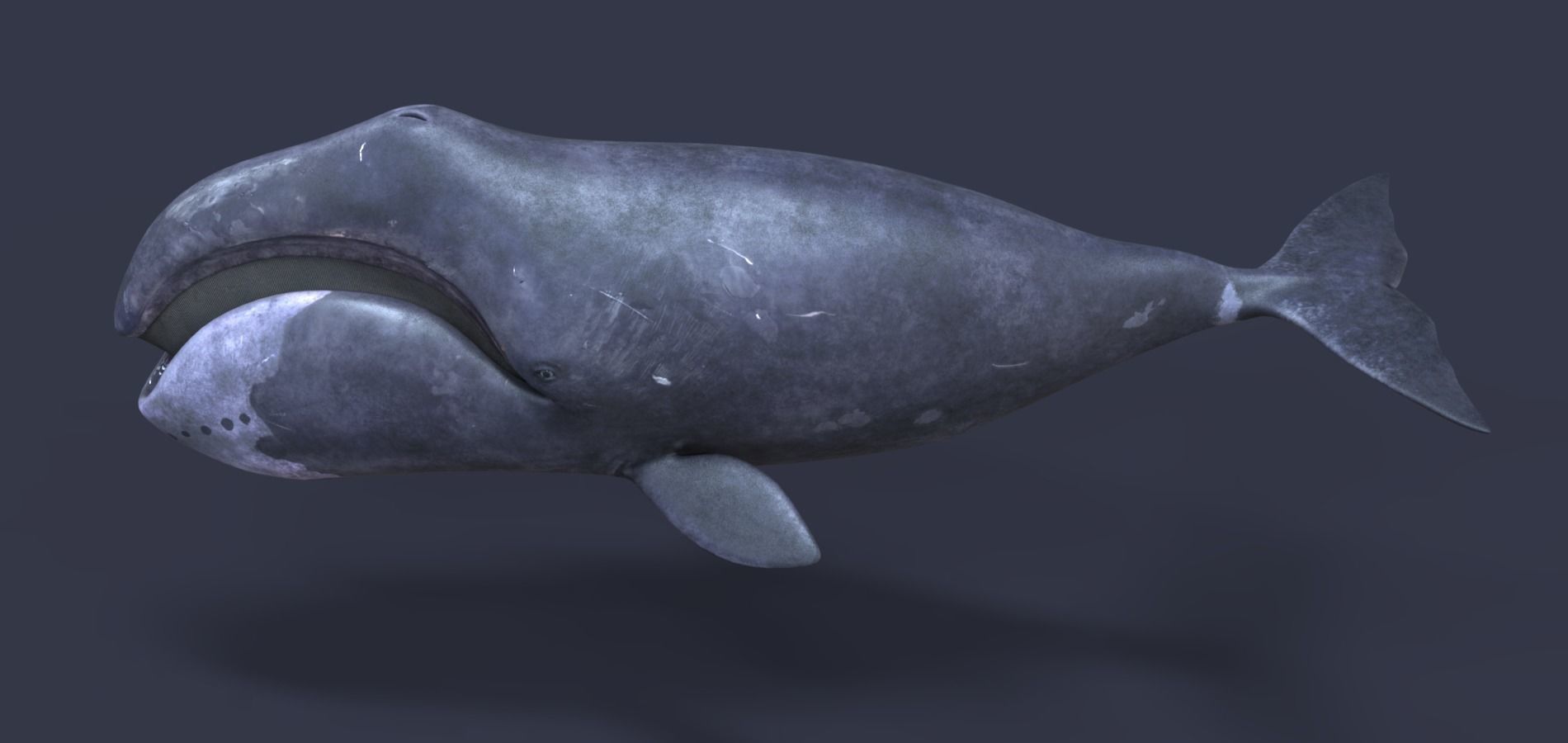 Whale model pack Low-poly 3D model_16