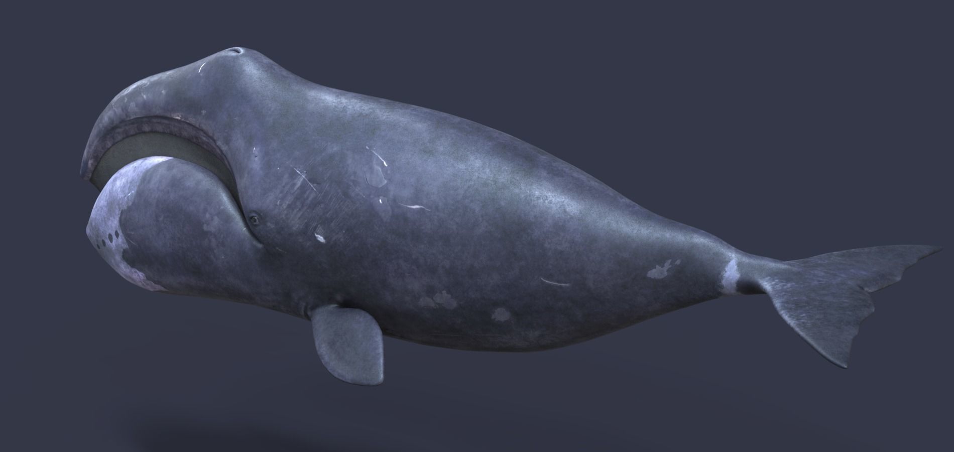 Whale model pack Low-poly 3D model_15