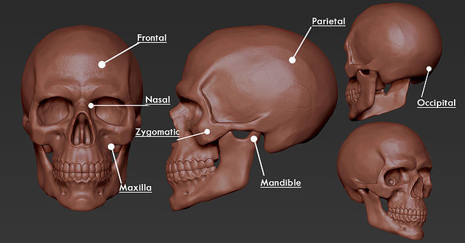 Skull Anatomy Free 3D print model