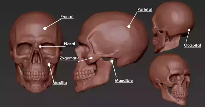 Skull Anatomy Free 3D print model