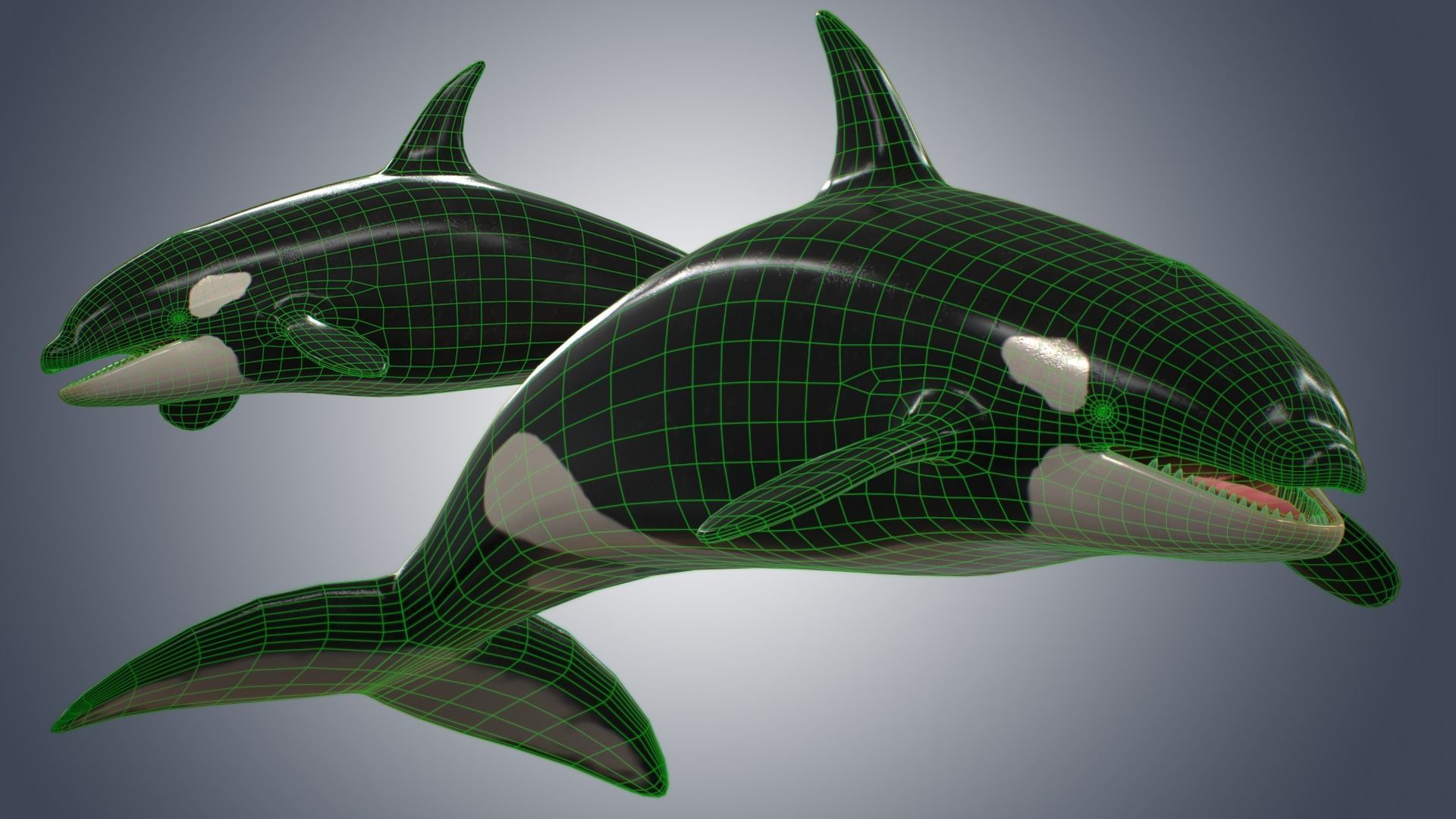 Killer Whale  Low-poly 3D model_7