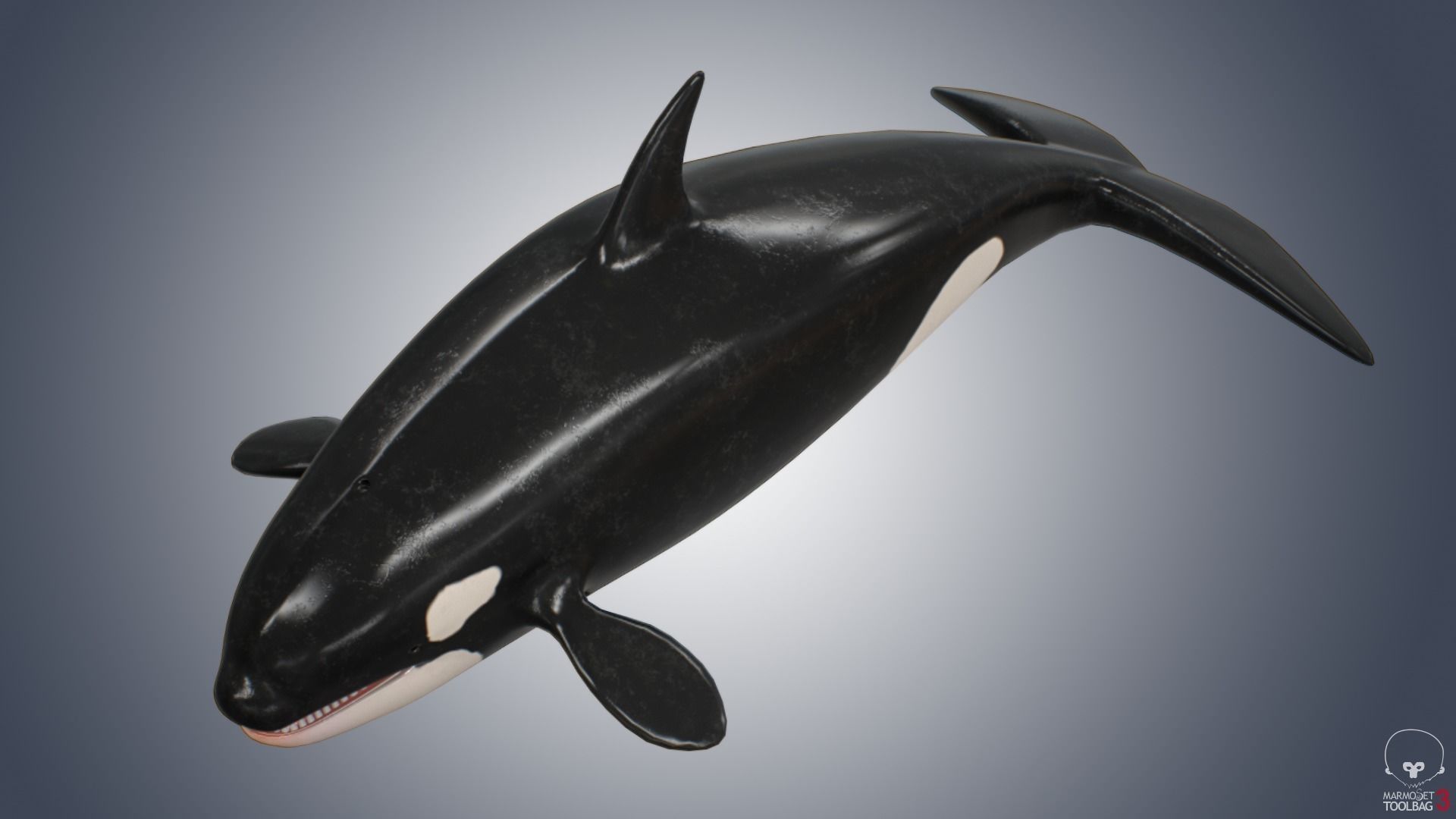 Killer Whale  Low-poly 3D model_4