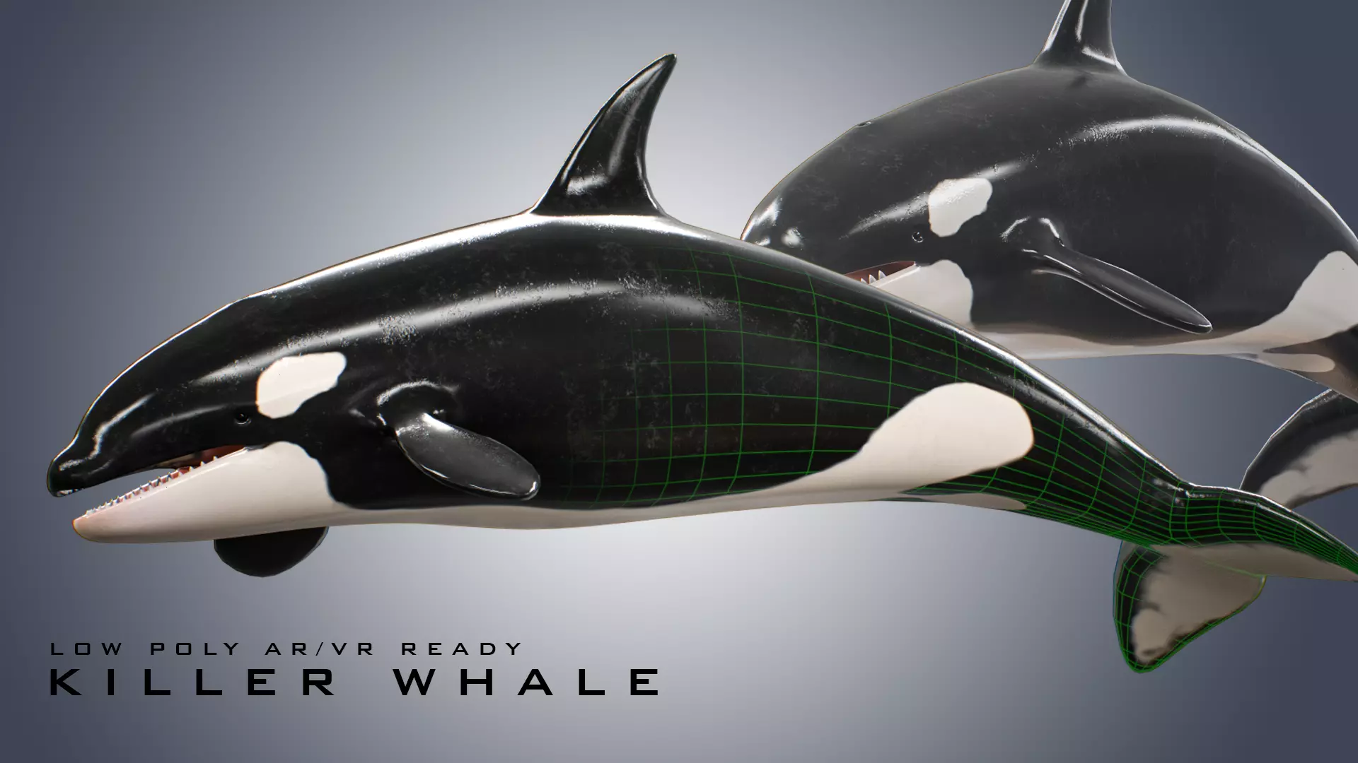 Killer Whale  Low-poly 3D model_0