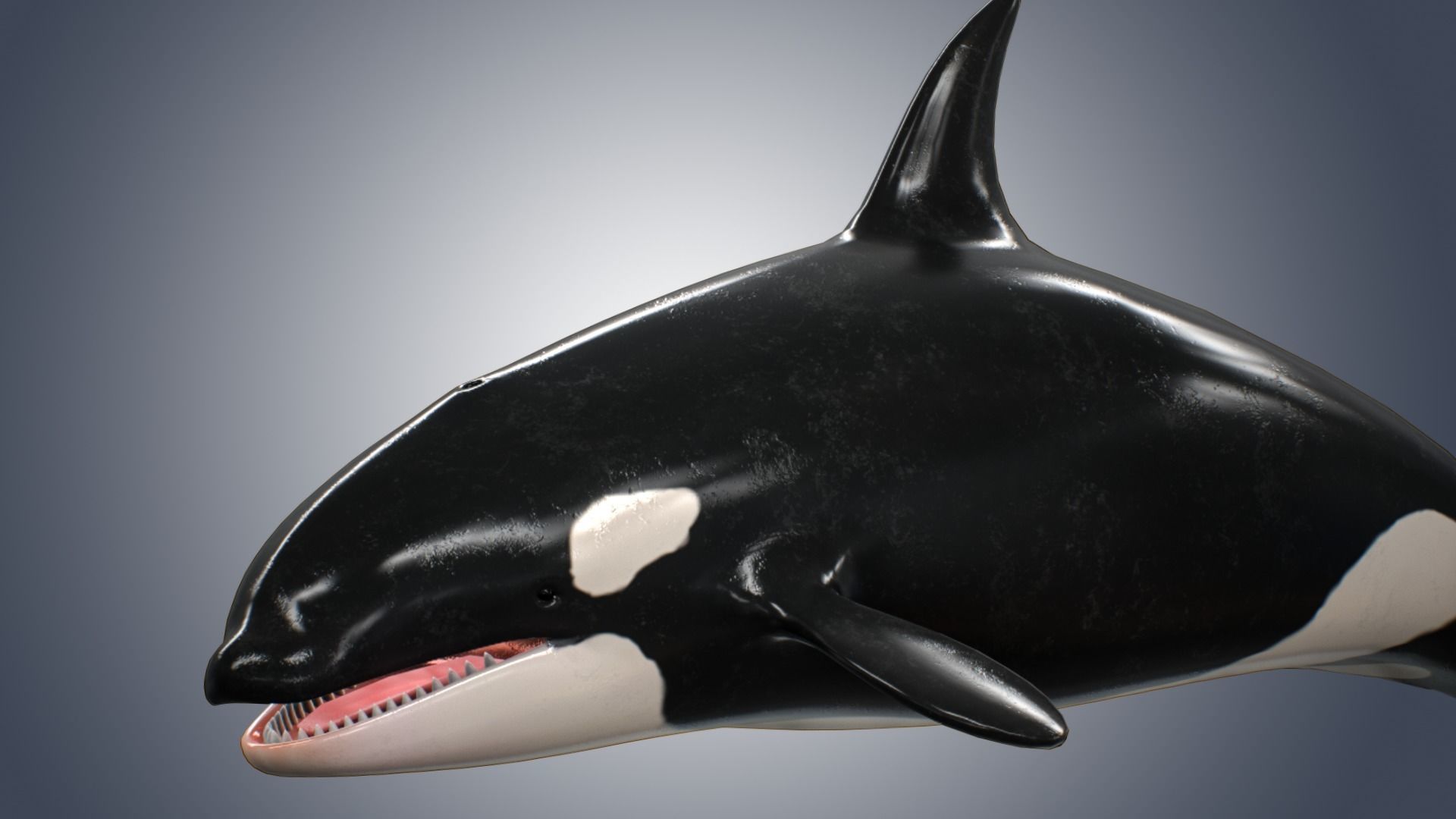 Killer Whale  Low-poly 3D model_6