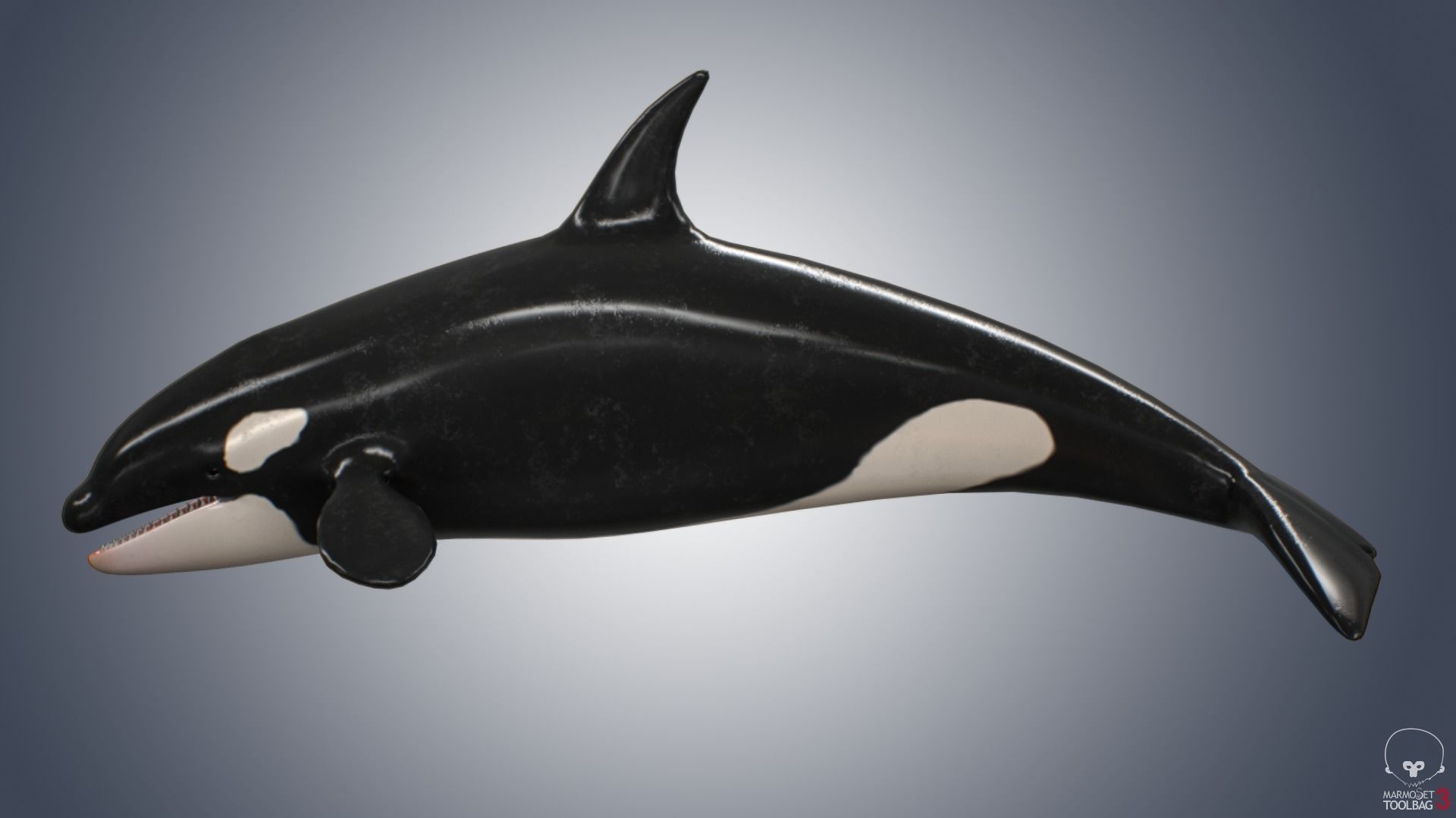 Killer Whale  Low-poly 3D model_5