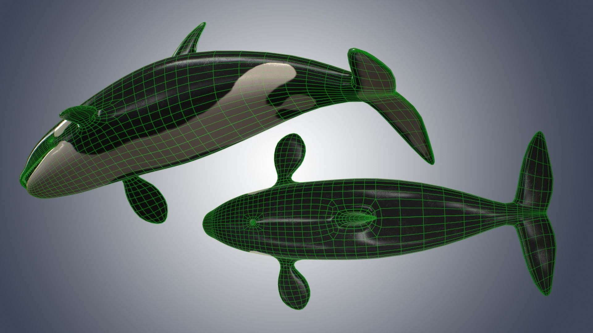 Killer Whale  Low-poly 3D model_8