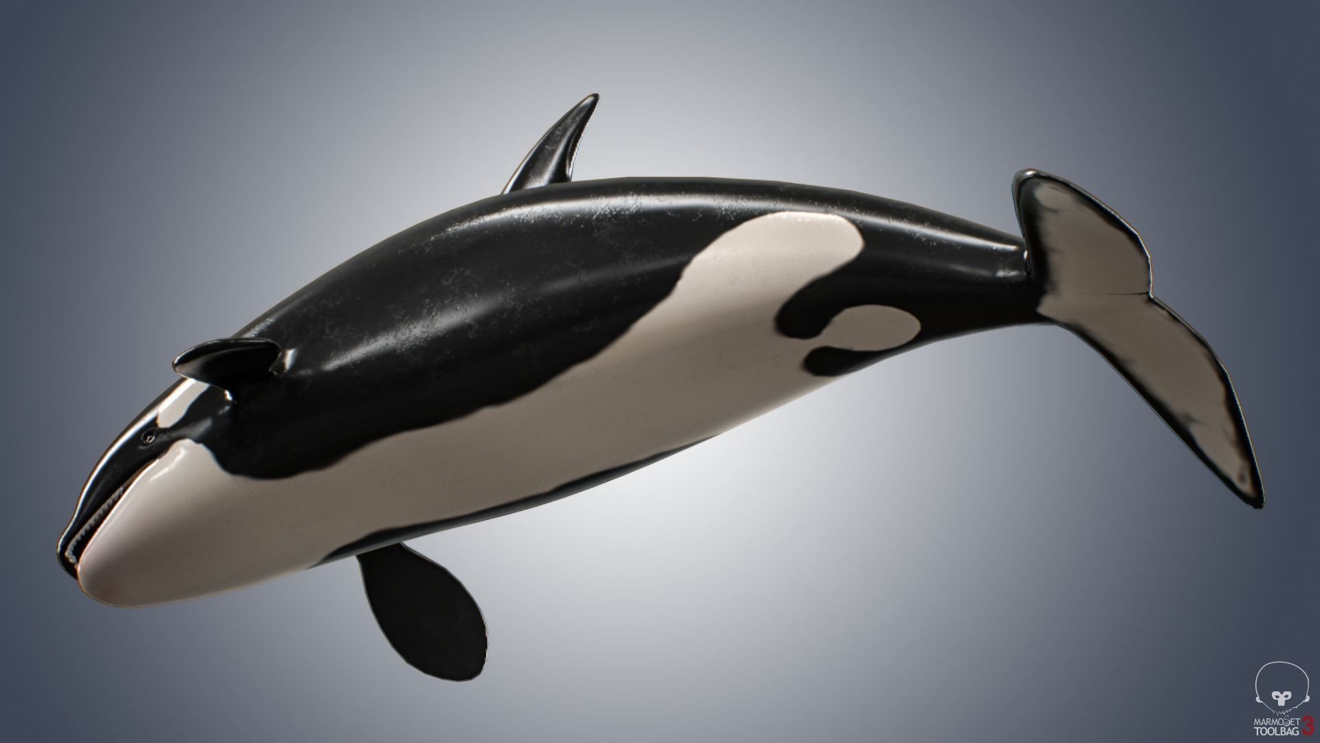 Killer Whale  Low-poly 3D model_3