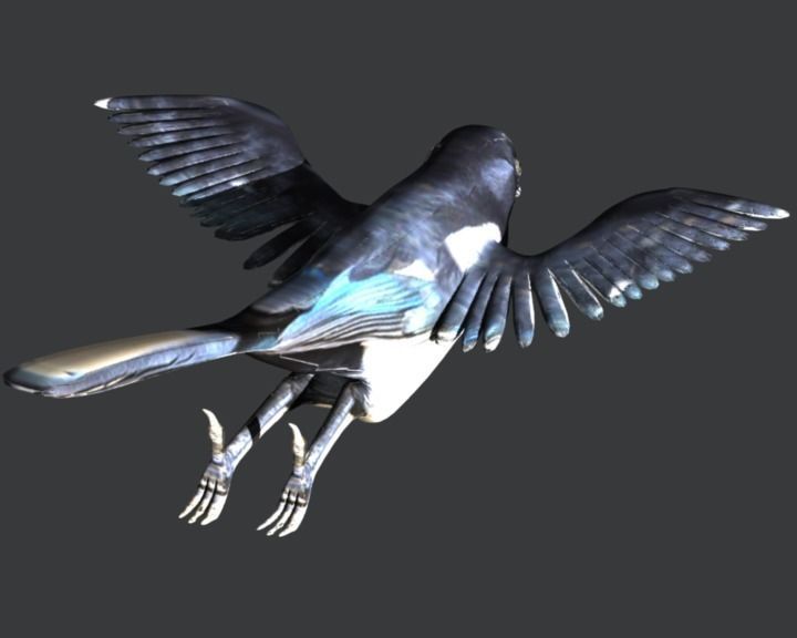 Eurasian Magpie 3D model_8