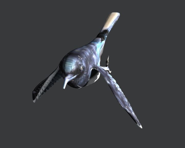 Eurasian Magpie 3D model_4