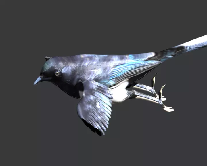 Eurasian Magpie 3D model_0