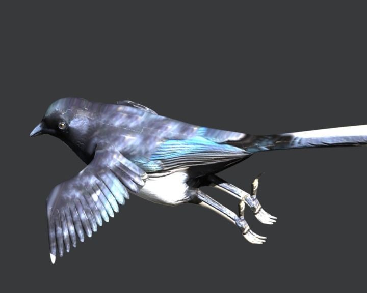 Eurasian Magpie 3D model_10