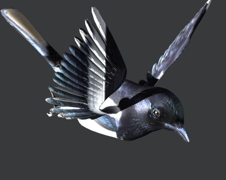 Eurasian Magpie 3D model_6