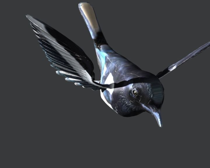 Eurasian Magpie 3D model_5