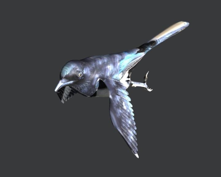 Eurasian Magpie 3D model_3