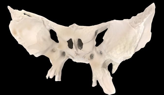 Sphenoid Bone 3D Scan  Low-poly 3D model