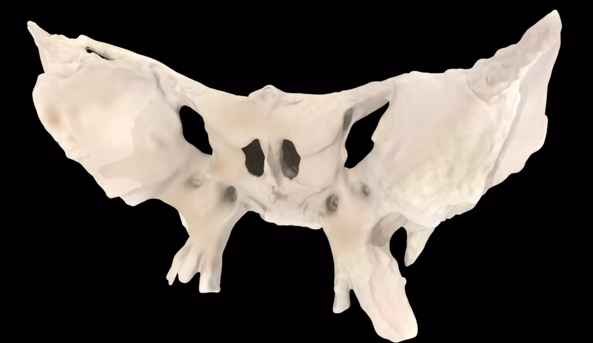 Sphenoid Bone 3D Scan Low-poly 3D model