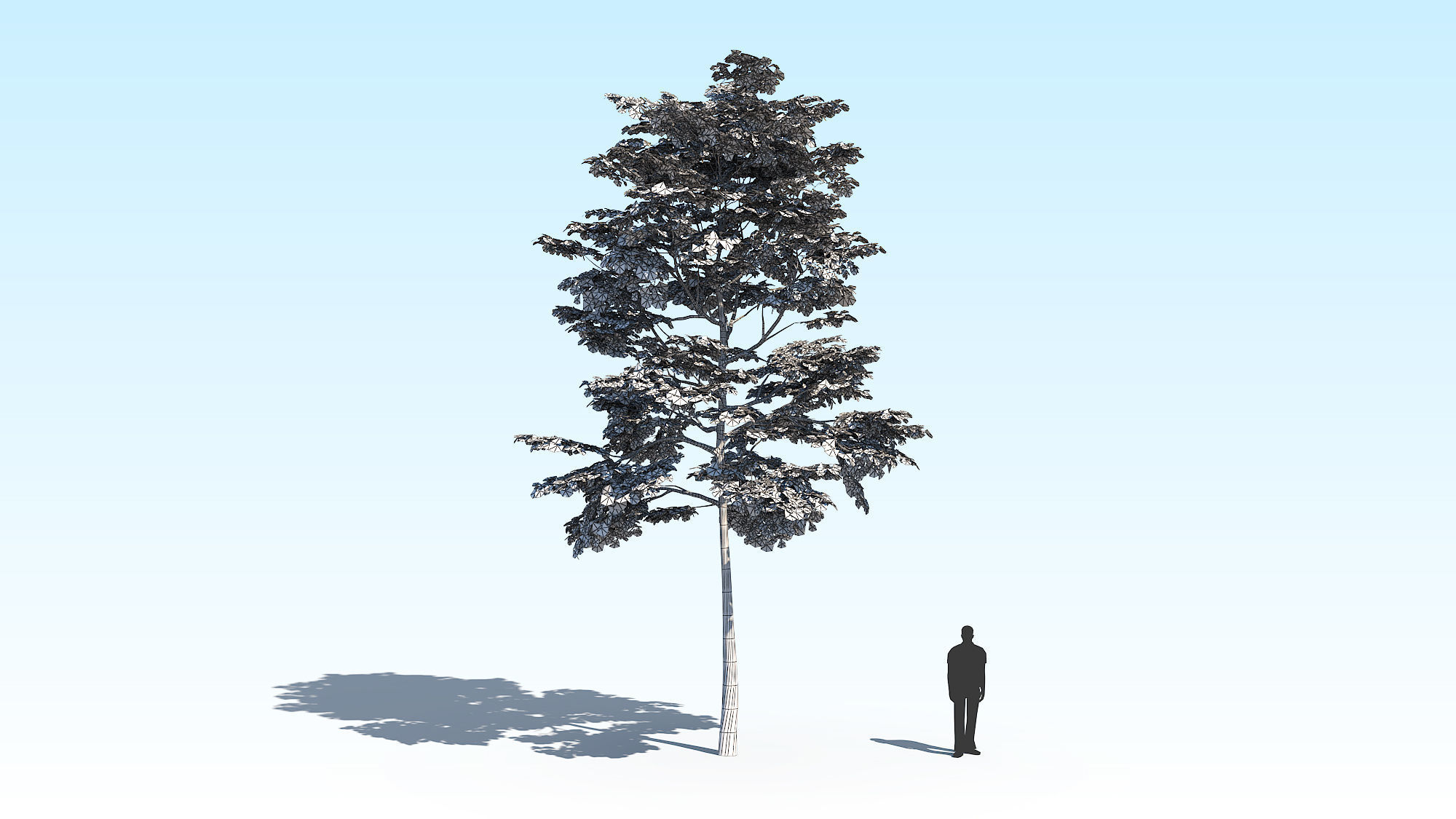 Maple Acer Tree 10 ArchViz 3D model_14