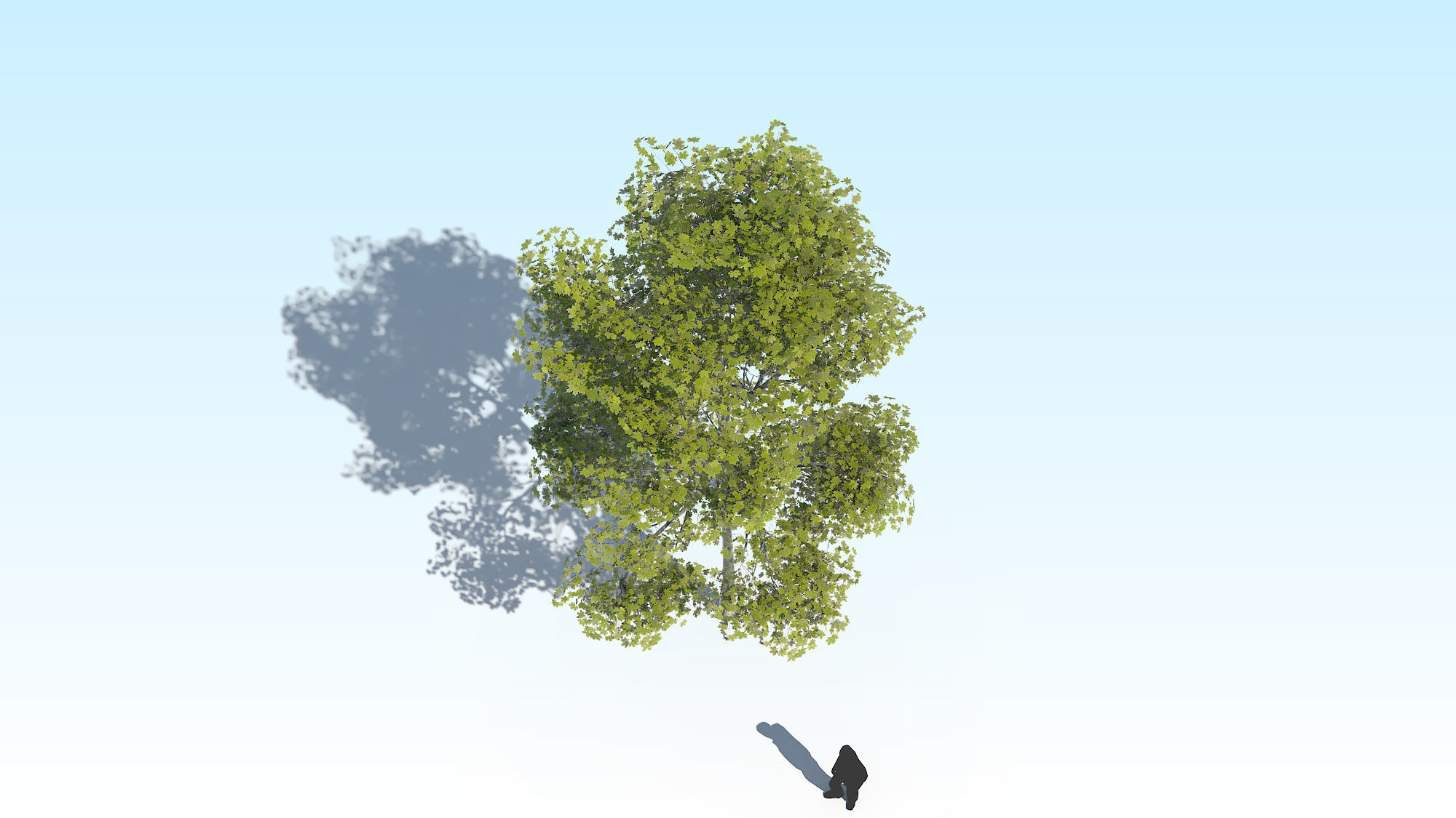 Maple Acer Tree 10 ArchViz 3D model_8