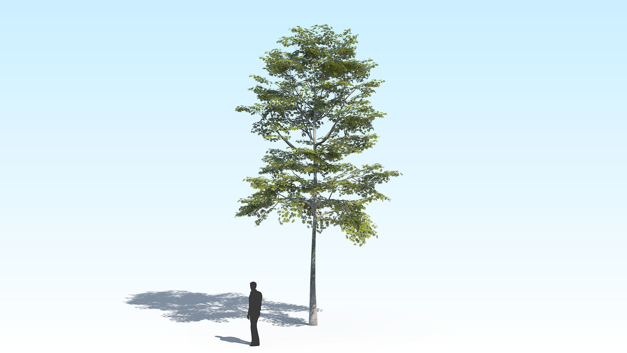 Maple Acer Tree 10 ArchViz 3D model_3