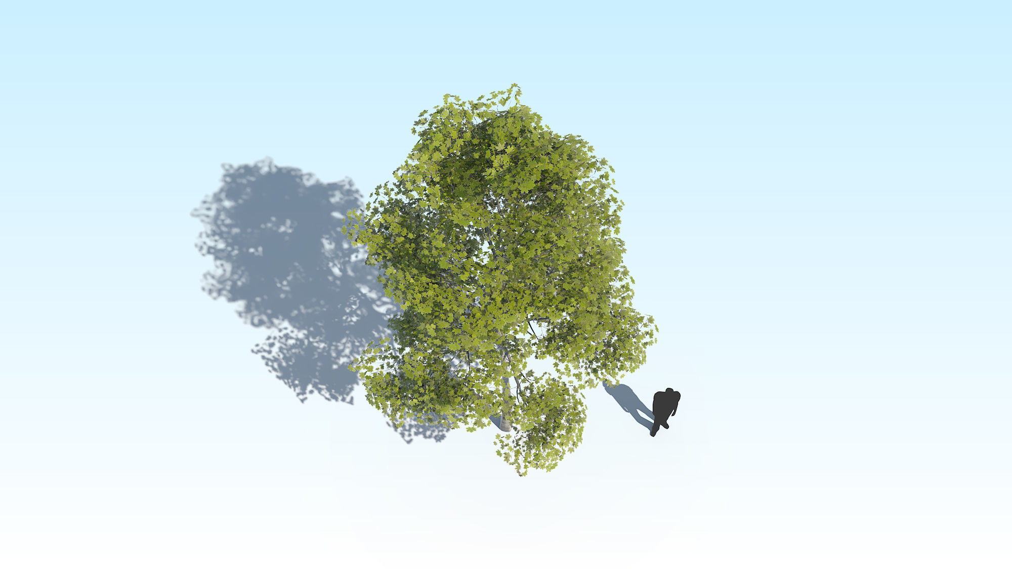 Maple Acer Tree 10 ArchViz 3D model_7