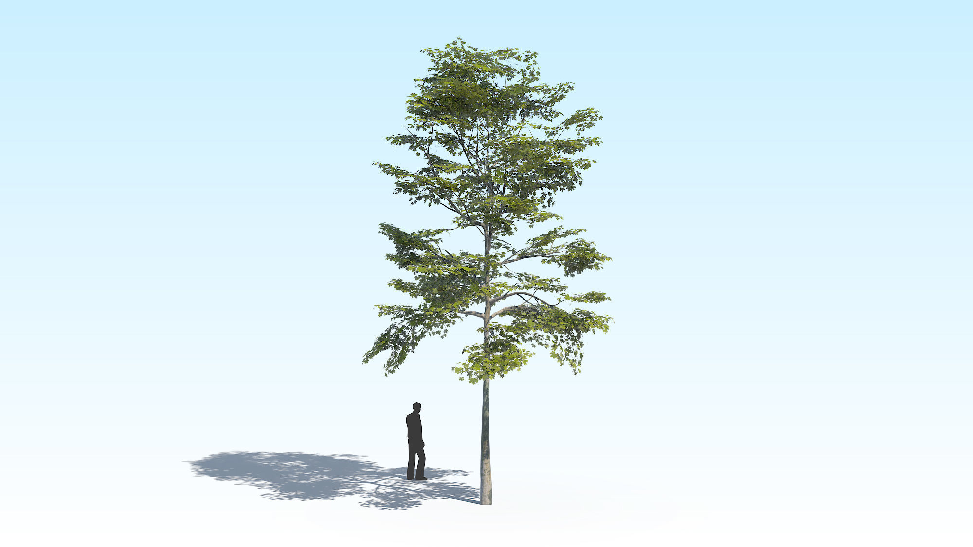 Maple Acer Tree 10 ArchViz 3D model_5