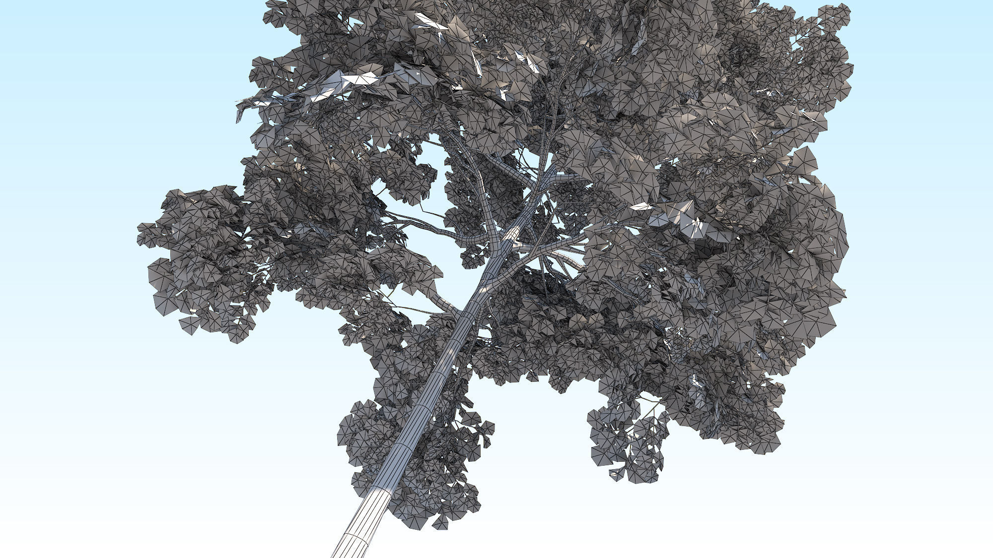 Maple Acer Tree 10 ArchViz 3D model_26