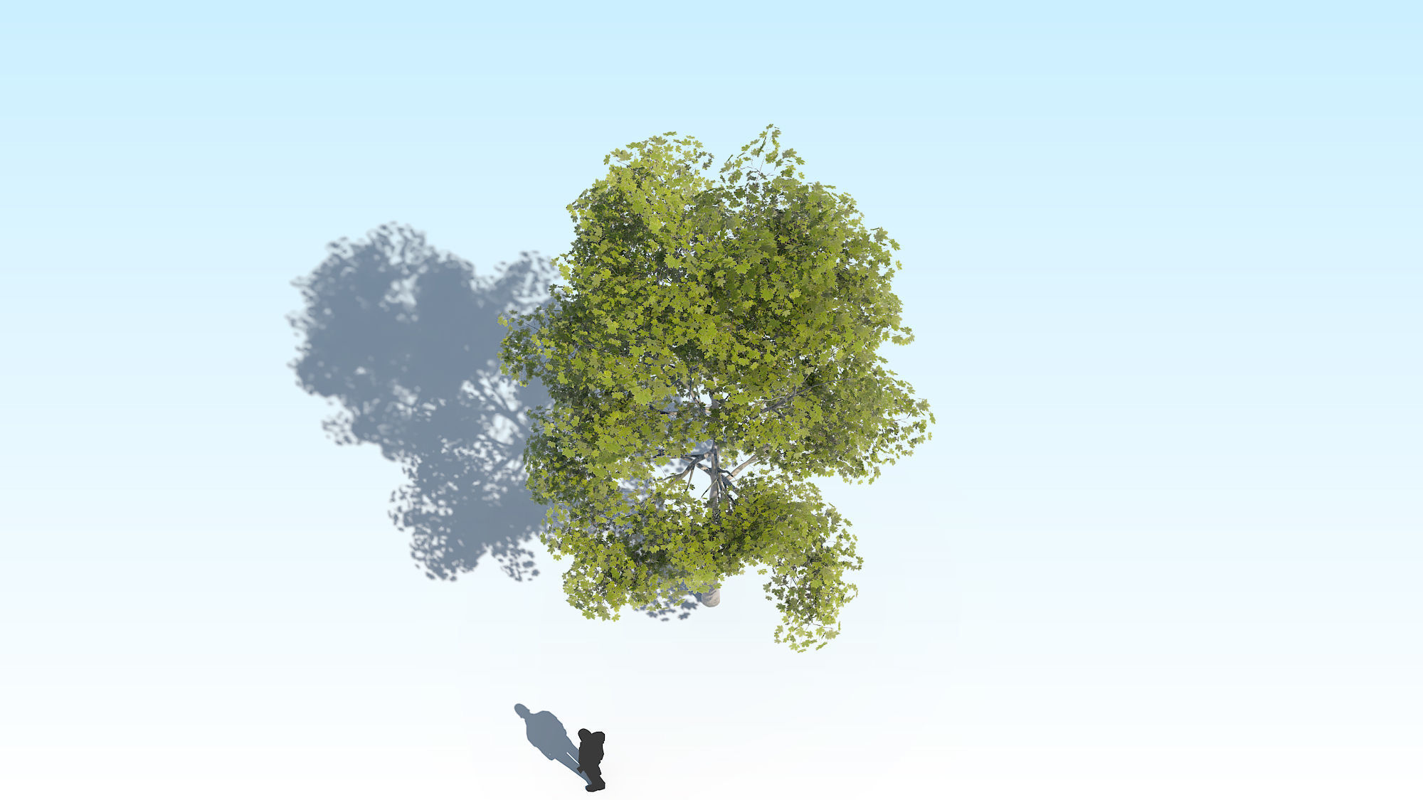 Maple Acer Tree 10 ArchViz 3D model_9