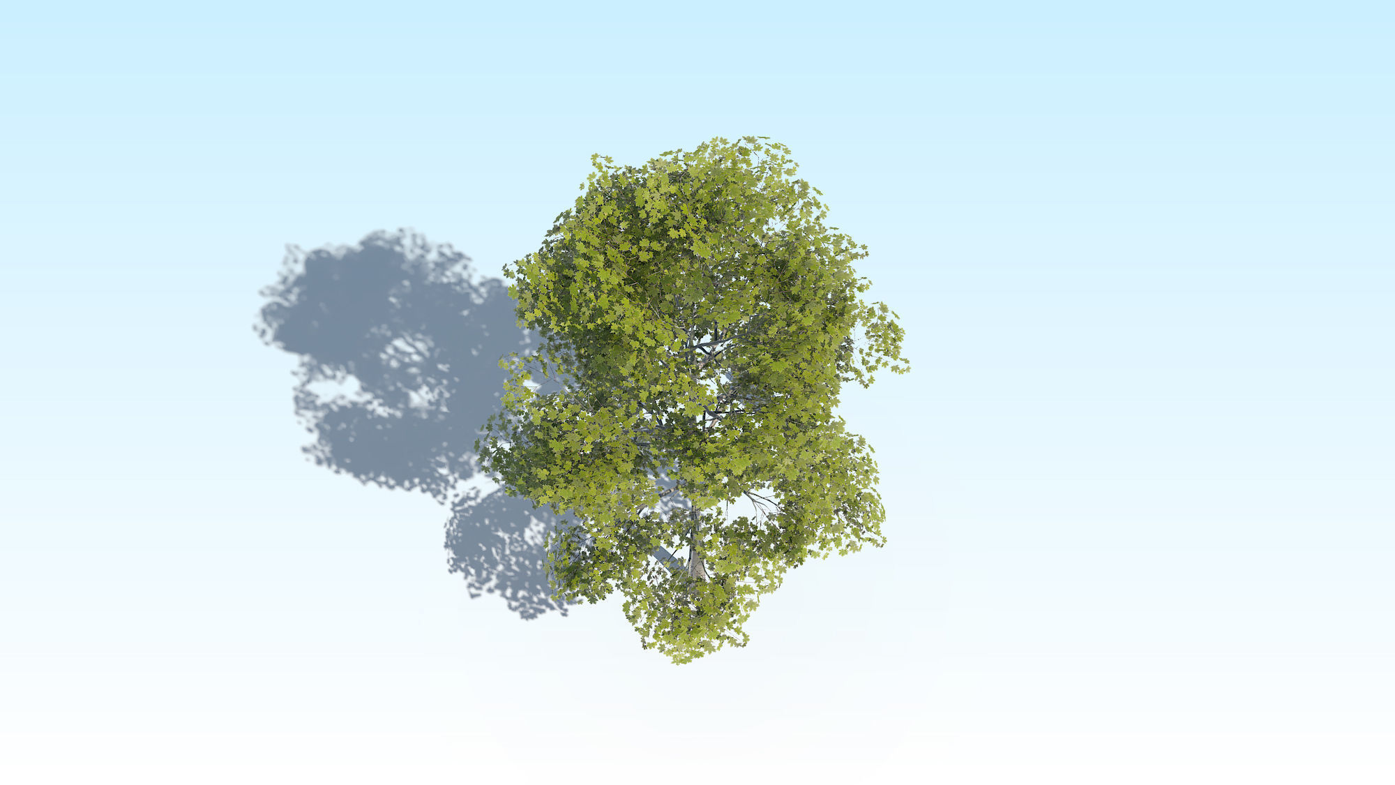 Maple Acer Tree 10 ArchViz 3D model_12