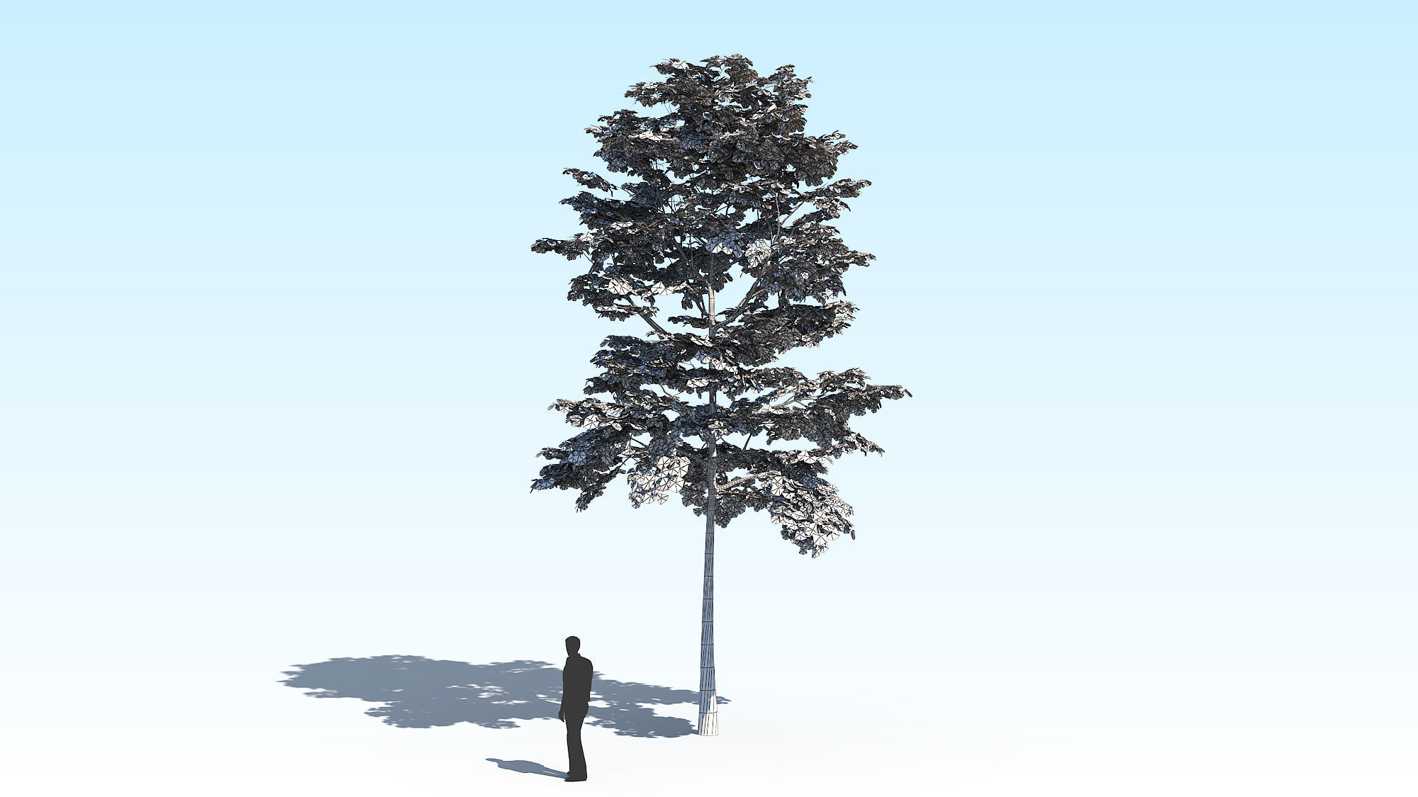 Maple Acer Tree 10 ArchViz 3D model_16