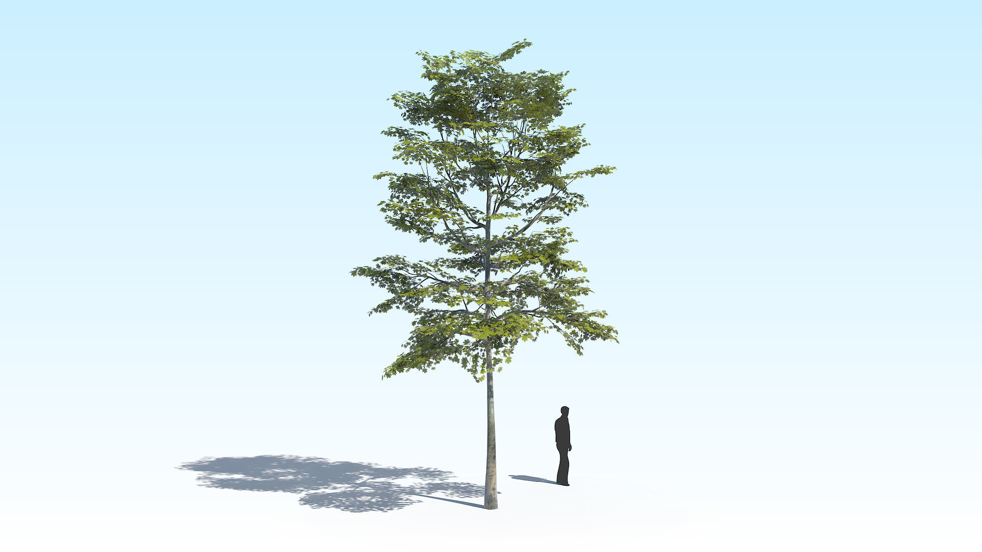 Maple Acer Tree 10 ArchViz 3D model_6