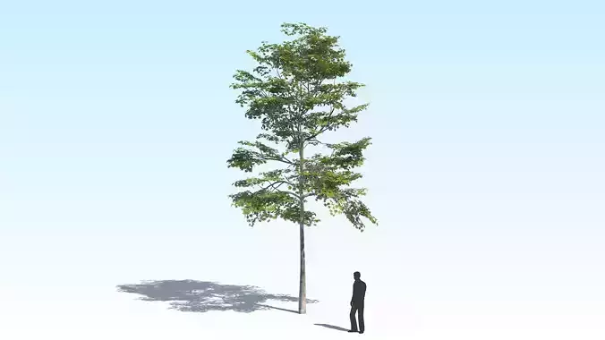 Maple Acer Tree 10 ArchViz 3D model