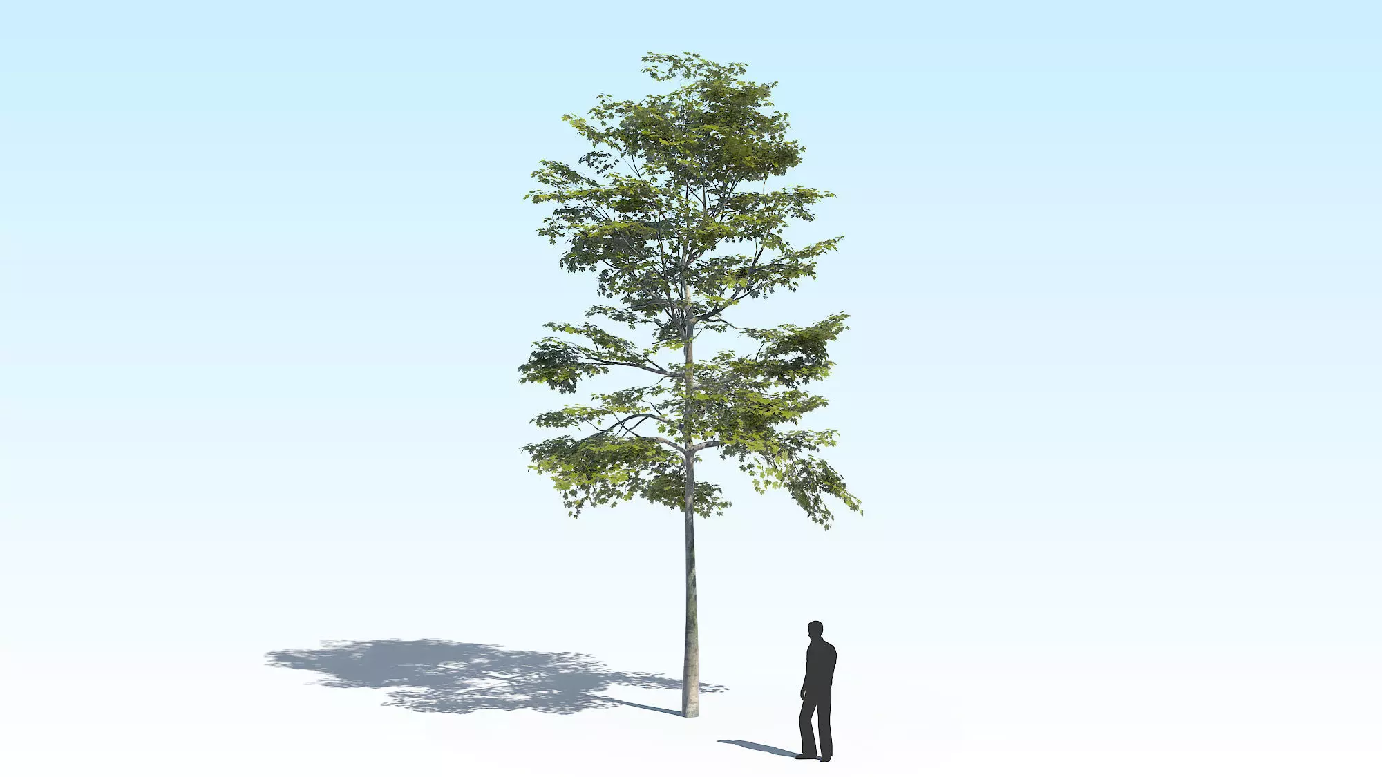 Maple Acer Tree 10 ArchViz 3D model_0