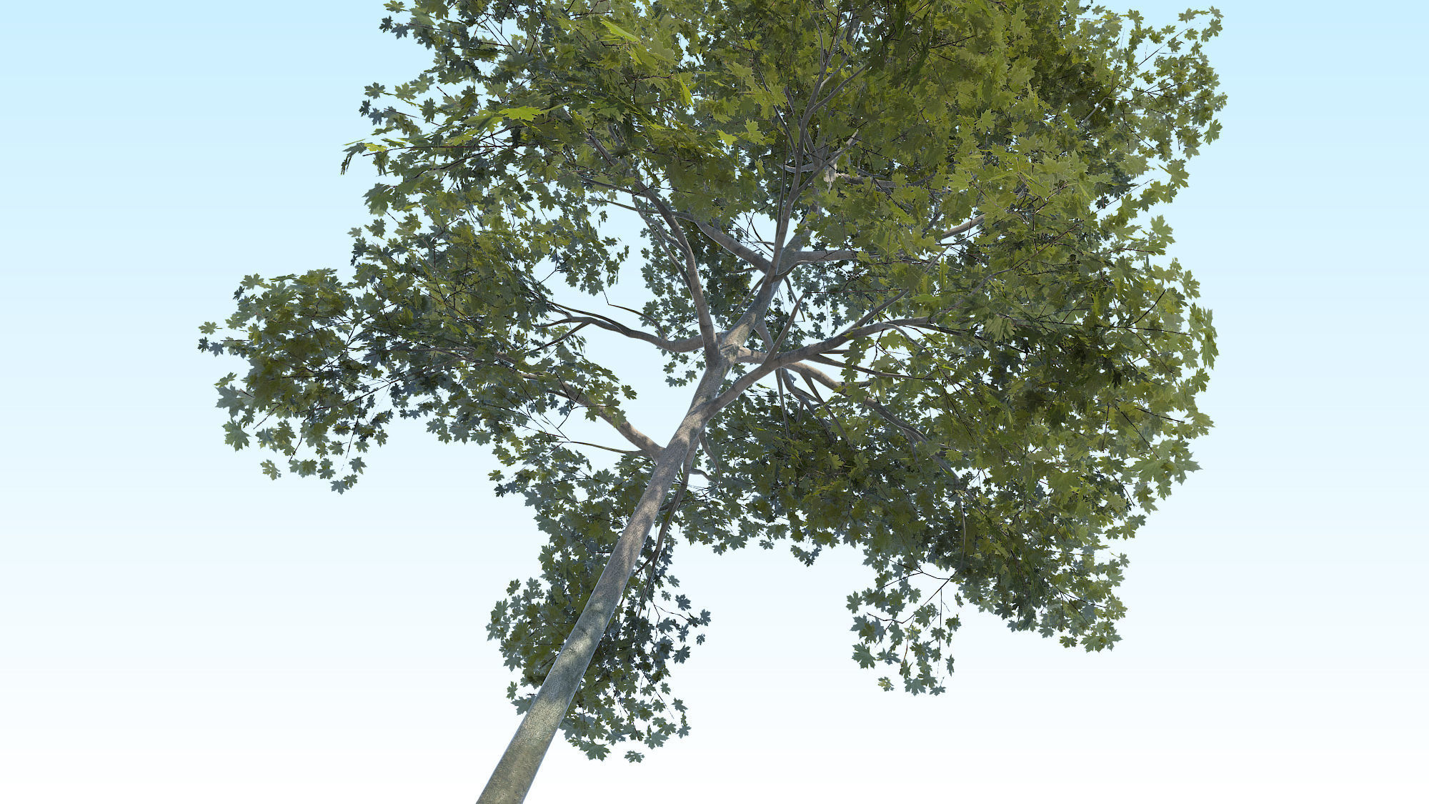 Maple Acer Tree 10 ArchViz 3D model_13