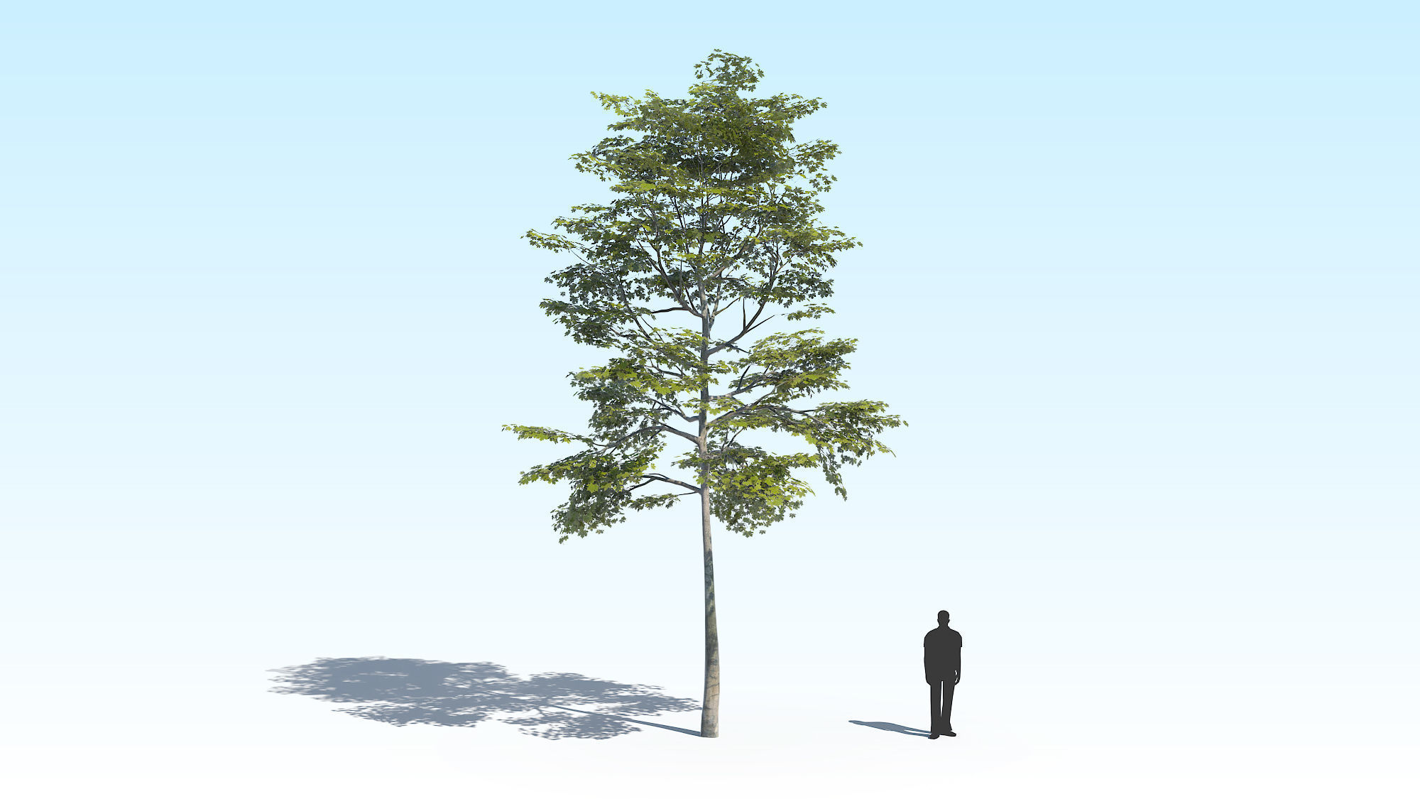 Maple Acer Tree 10 ArchViz 3D model_2