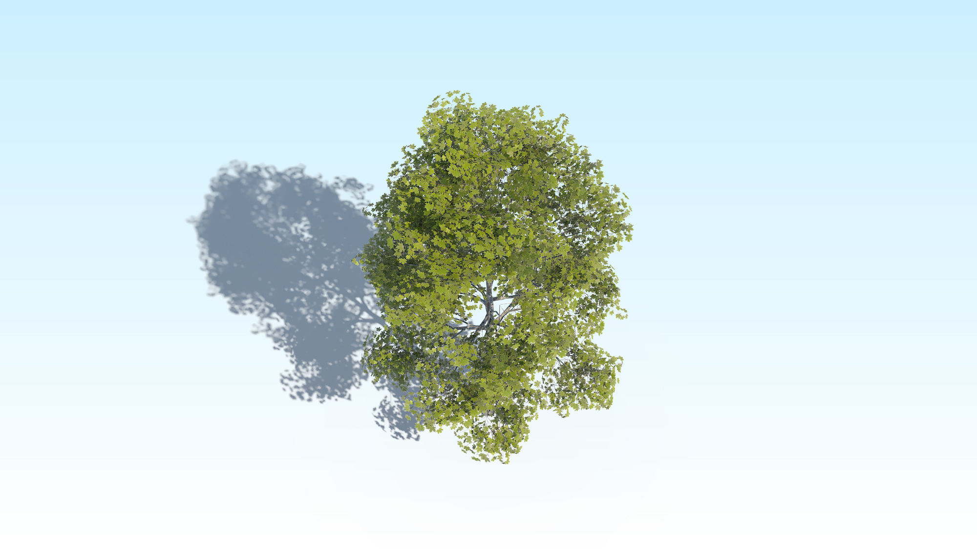Maple Acer Tree 10 ArchViz 3D model_11