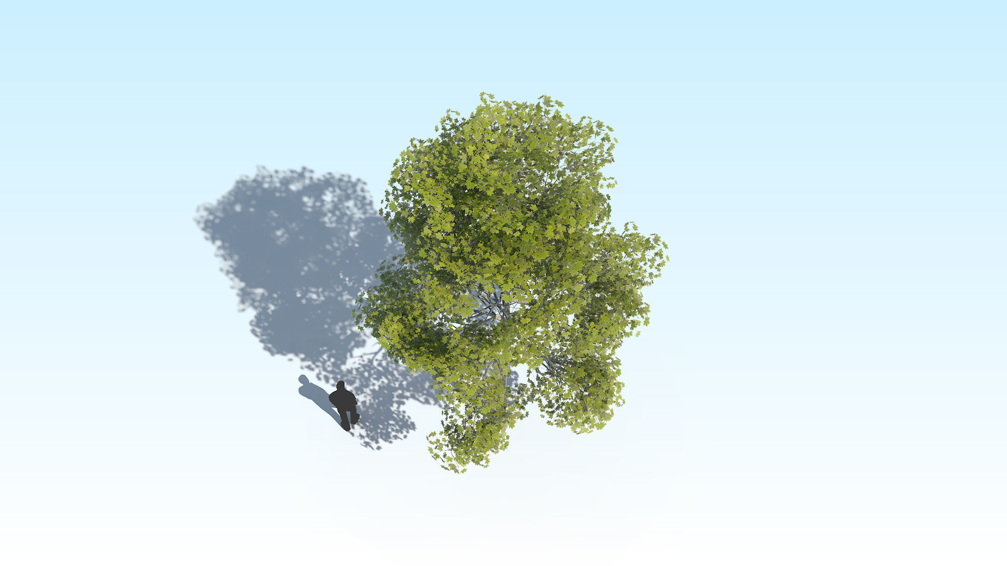 Maple Acer Tree 10 ArchViz 3D model_10