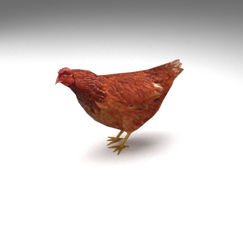 Chicken low poly rooster Low-poly 3D model_8