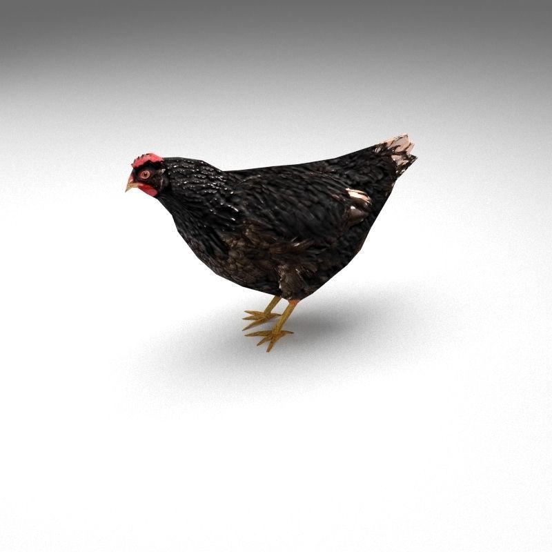 Chicken low poly rooster Low-poly 3D model_9