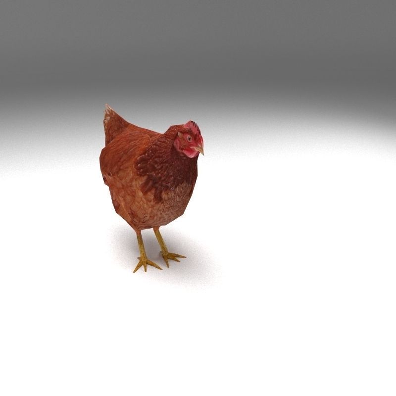 Chicken low poly rooster Low-poly 3D model_6