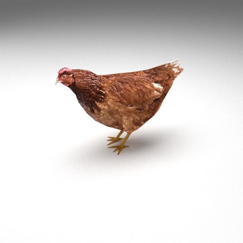 Chicken low poly rooster Low-poly 3D model_7