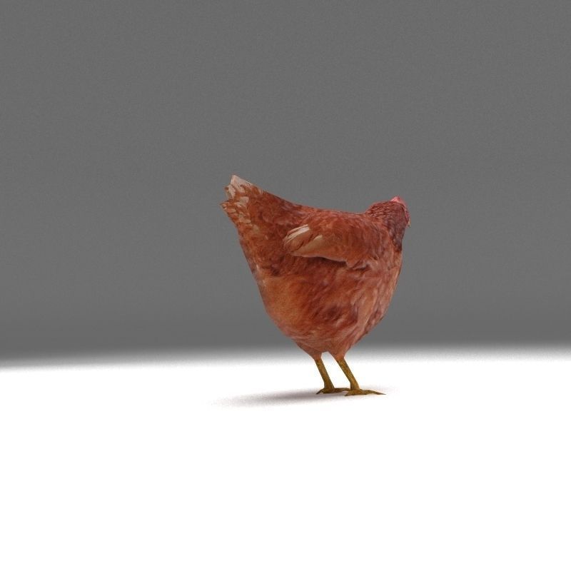 Chicken low poly rooster Low-poly 3D model_4