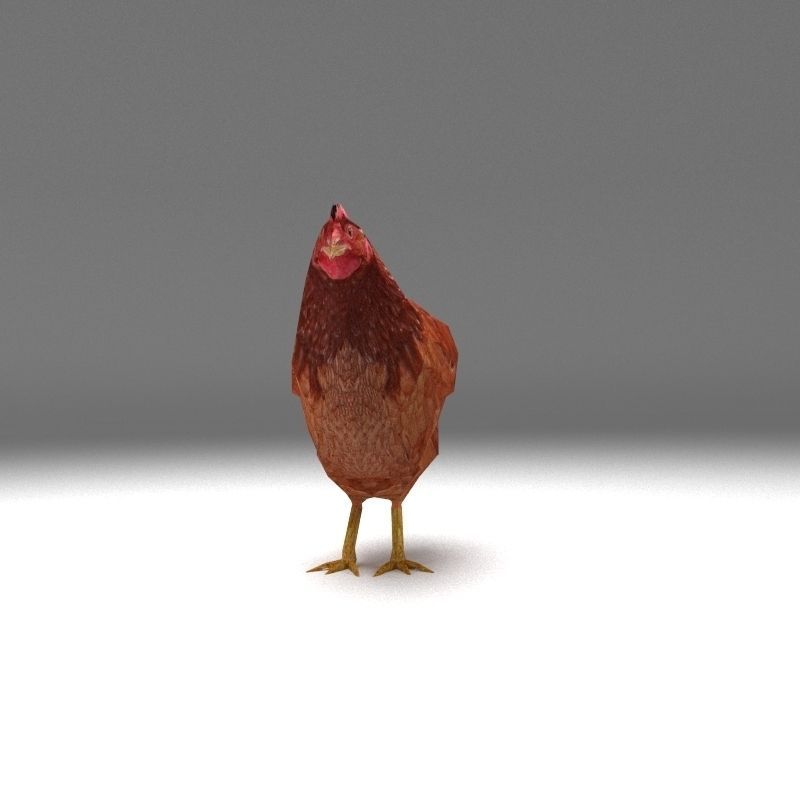 Chicken low poly rooster Low-poly 3D model_3