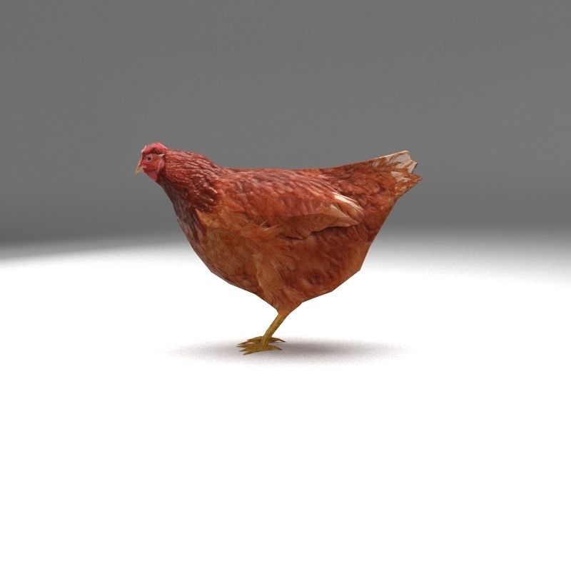 Chicken low poly rooster Low-poly 3D model_2