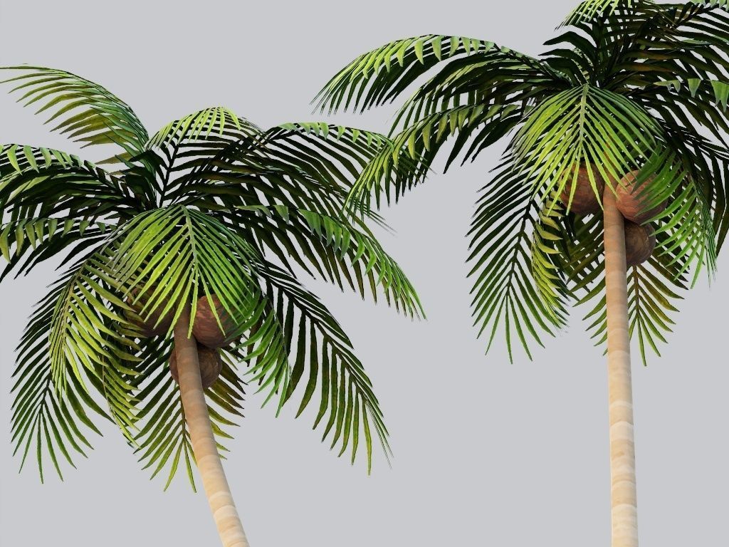 Coconut Tree LOD G11  Low-poly 3D model_6