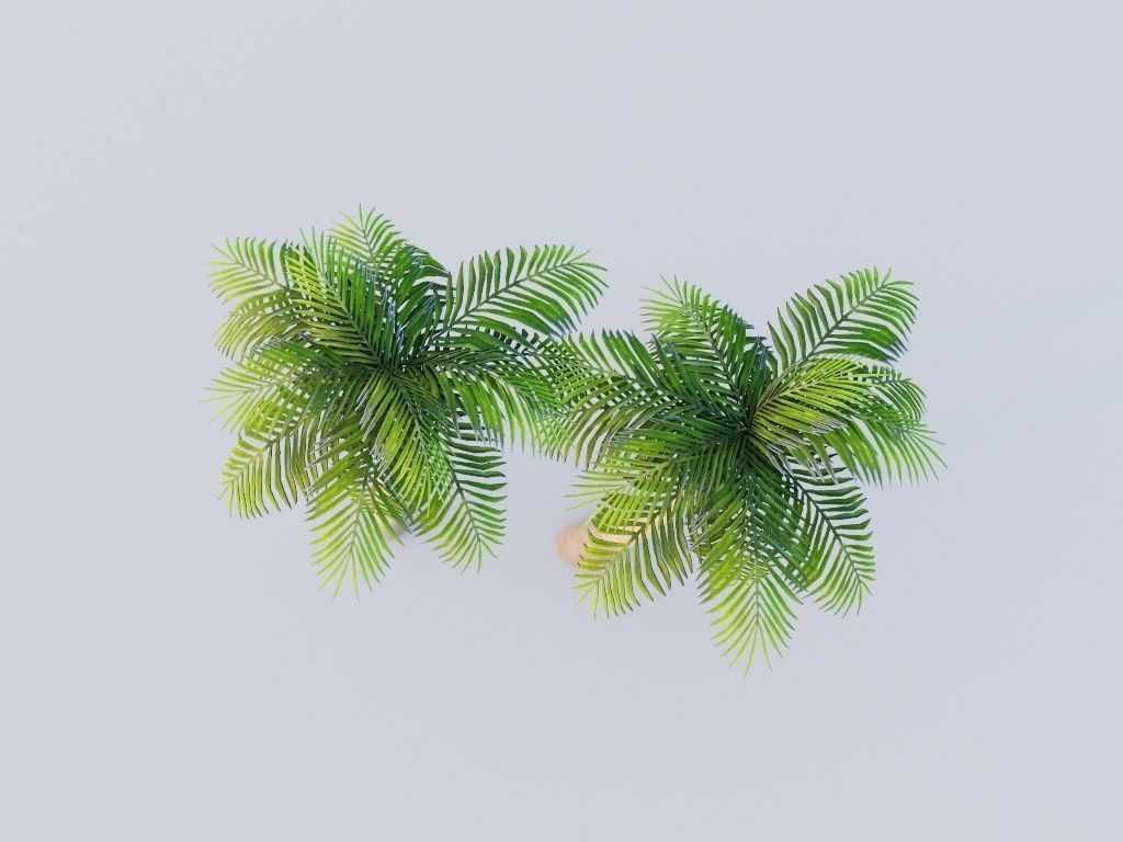Coconut Tree LOD G11  Low-poly 3D model_5
