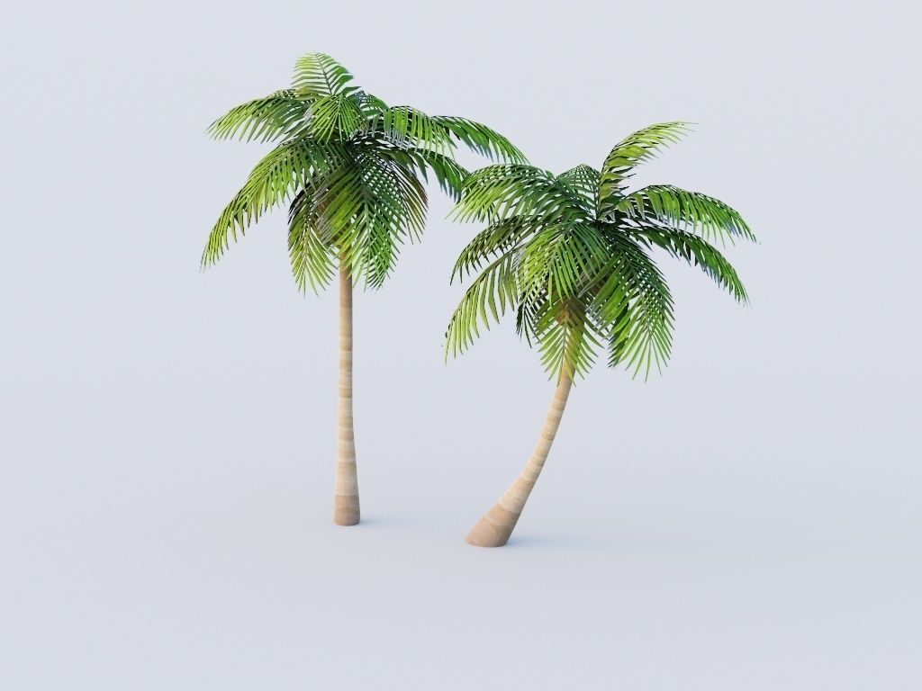 Coconut Tree LOD G11  Low-poly 3D model_4